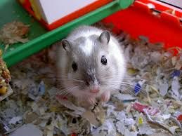 Small mammals